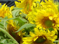 Sonnenblumen (Quelle: Bündnis 90/Die Grünen)